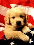 pic for american puppie